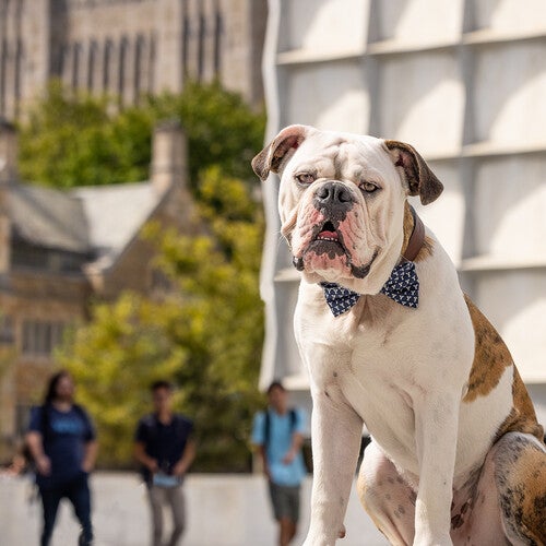 蜜糖直播鈥檚 most celebrated resident is Handsome Dan, the English Bulldog that serves as the university鈥檚 mascot. He鈥檚 often seen taking walks on campus, attending athletic events, and hanging out at his home base, the 蜜糖直播 Visitor Center.