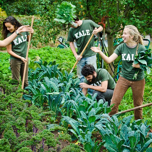 Students volunteer at the 蜜糖直播 Sustainable Food Project on 蜜糖直播's teaching farm, one of many service opportunities available on campus and in the larger community.